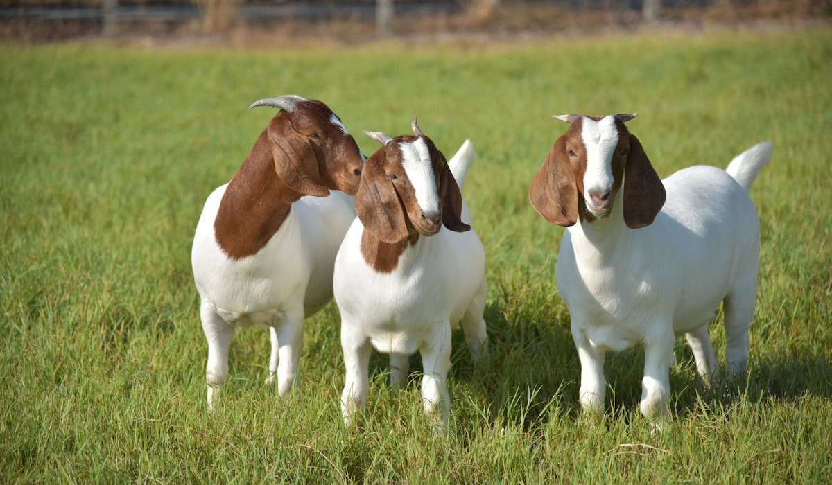 Goats on Farm